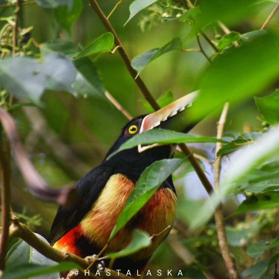 El Tucan Feliz - Jungle Tiny Guest House By Playa Cocles Buitenkant foto