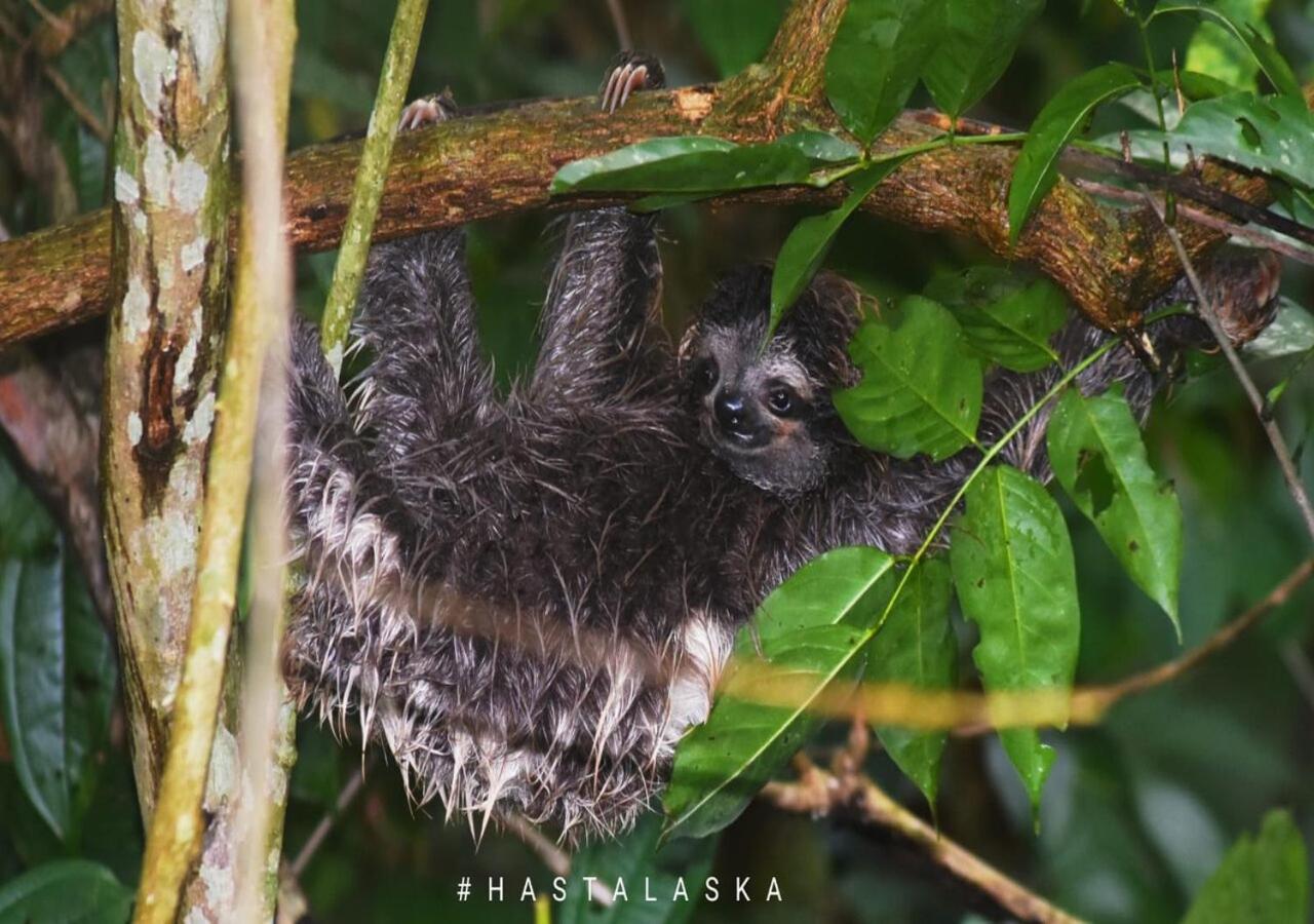 El Tucan Feliz - Jungle Tiny Guest House By Playa Cocles Buitenkant foto