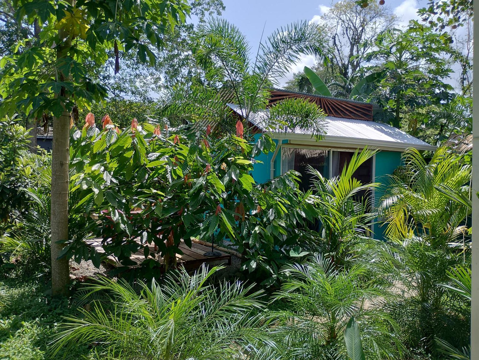 El Tucan Feliz - Jungle Tiny Guest House By Playa Cocles Buitenkant foto