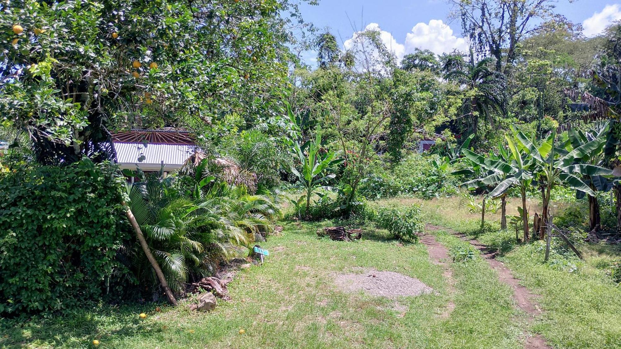 El Tucan Feliz - Jungle Tiny Guest House By Playa Cocles Buitenkant foto