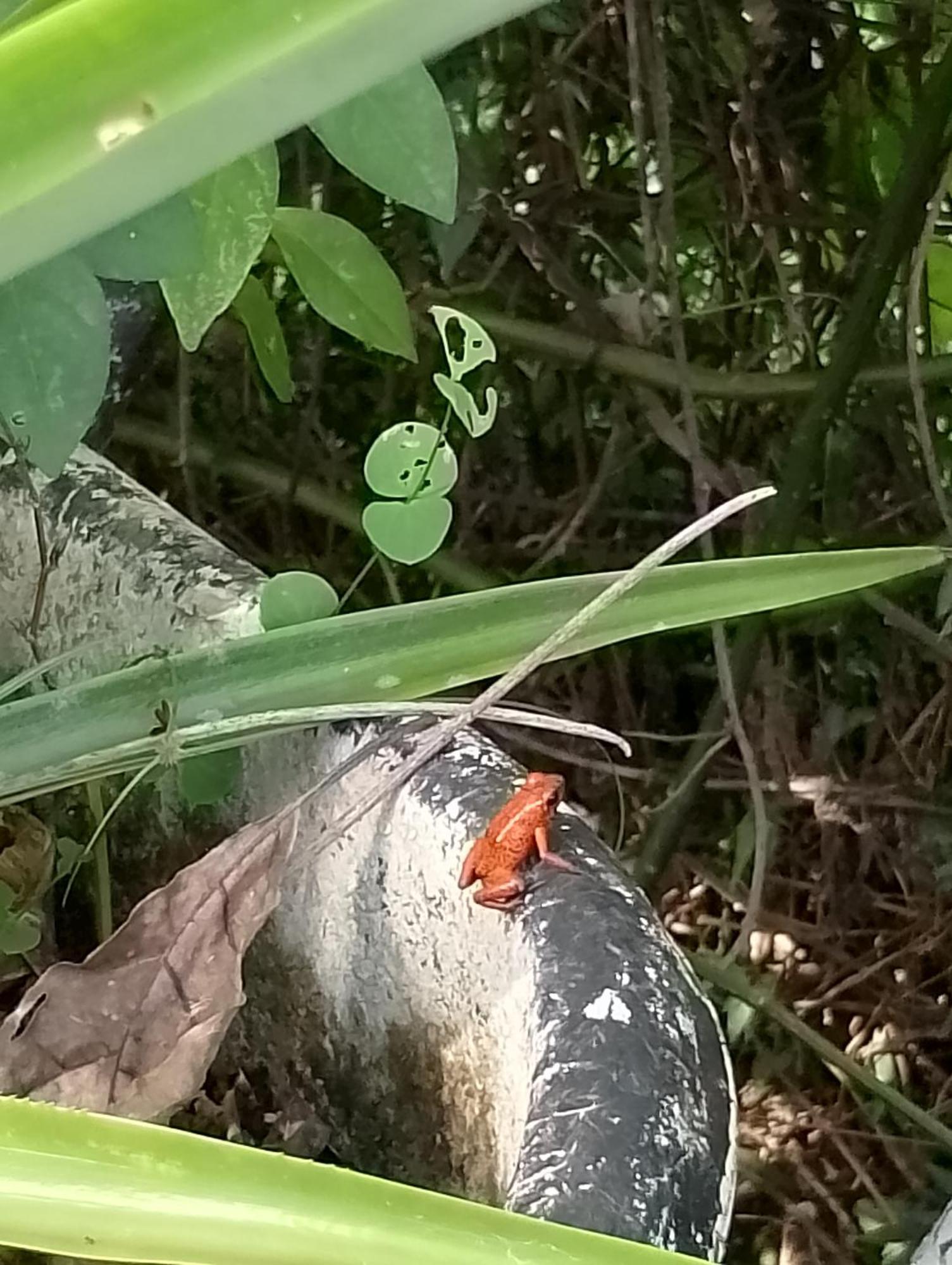 El Tucan Feliz - Jungle Tiny Guest House By Playa Cocles Buitenkant foto