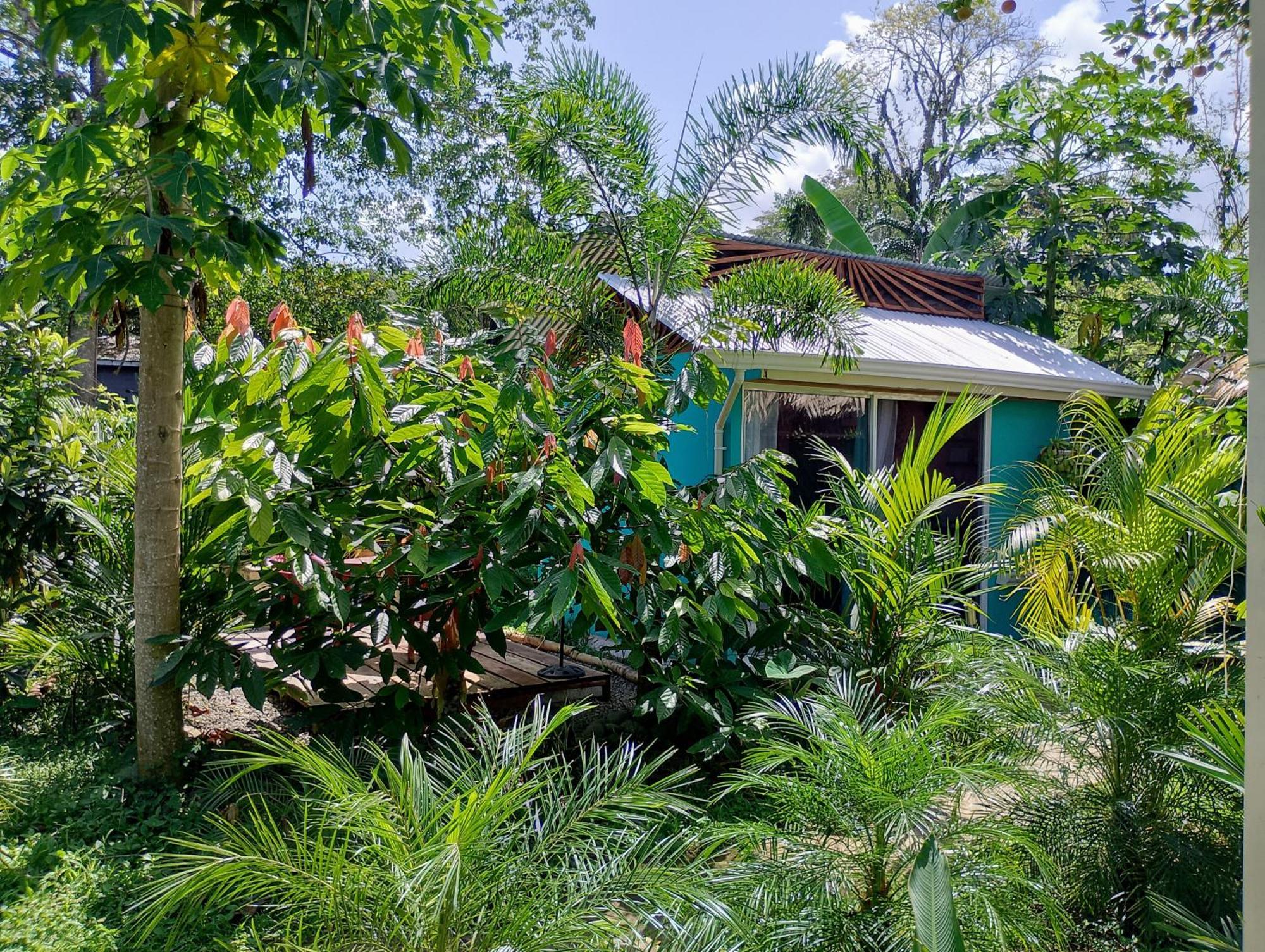 El Tucan Feliz - Jungle Tiny Guest House By Playa Cocles Buitenkant foto